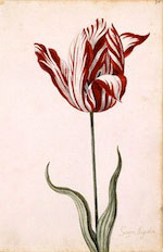 bolha-tulipa